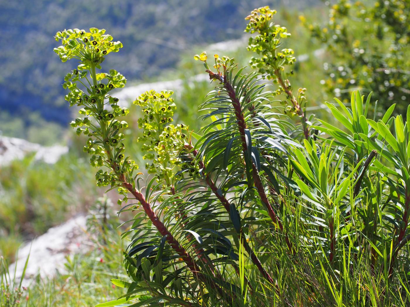 Spurge, Mediterranean plant